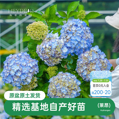 海蒂的花园莱昂绣球基地自产花苗盆栽大花褶皱阳台庭院花卉植物