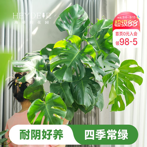 海蒂的花园龟背竹盆栽洒金室内水培绿植观叶植物海妈推荐成都总店