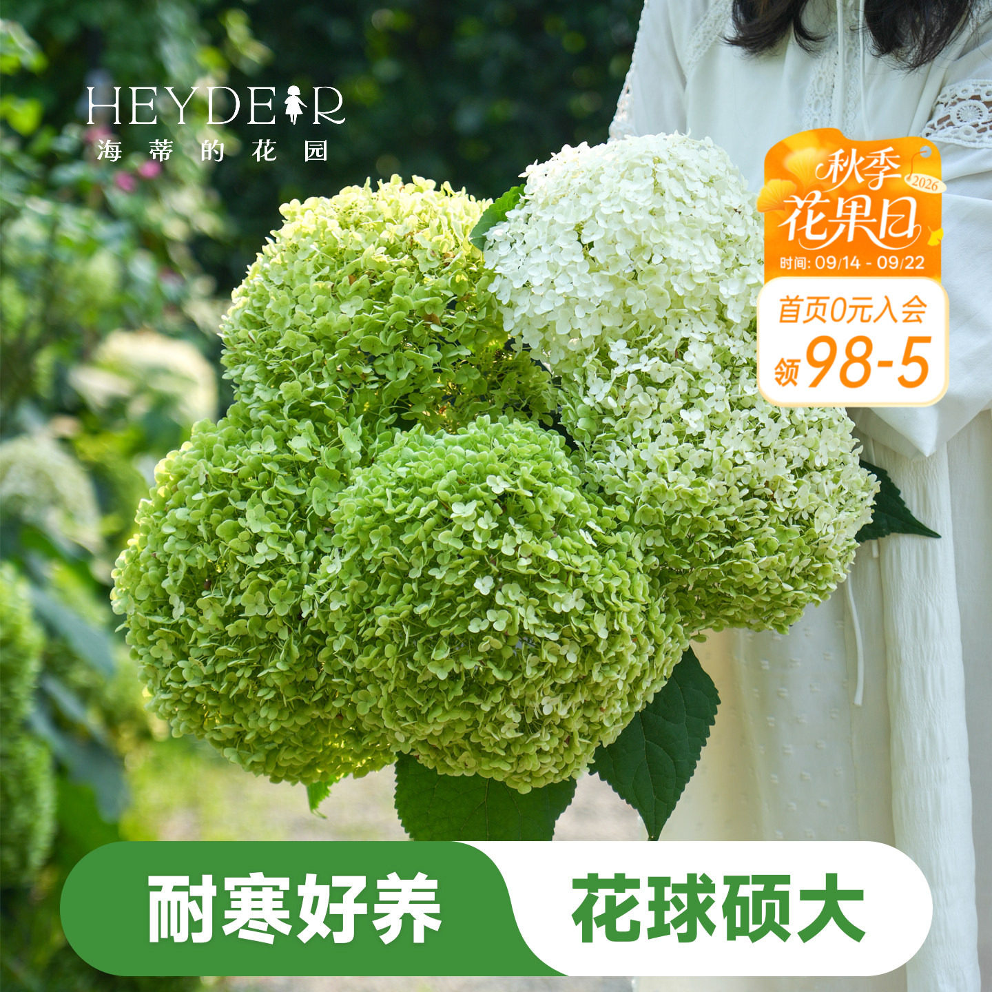 海蒂的花园木绣球贝拉安娜耐寒图片