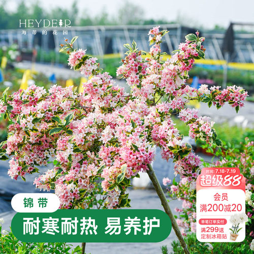 海蒂的花园花叶锦带春天爆花灌木