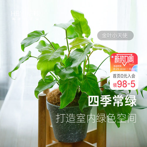 蔓绿绒客厅书房书桌室内观叶绿植