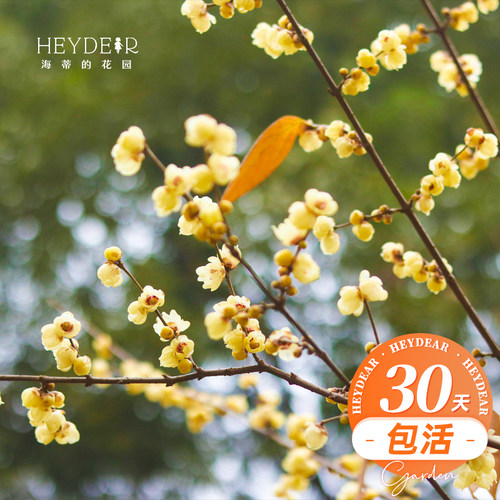 海蒂的花园腊梅花苗易活好养