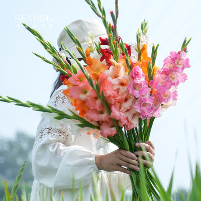 剑兰海蒂的花园好养种球