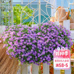 海蒂 花园姬小菊盆栽带花苞绿植楼顶可垂吊植物阳台紫色花苗花卉