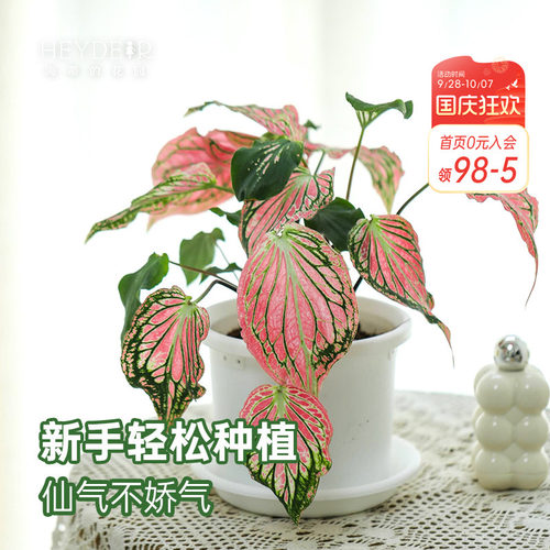 海蒂的花园 彩叶芋盆栽苗粉色飞溅白色恋人桌面观叶植物室内绿植