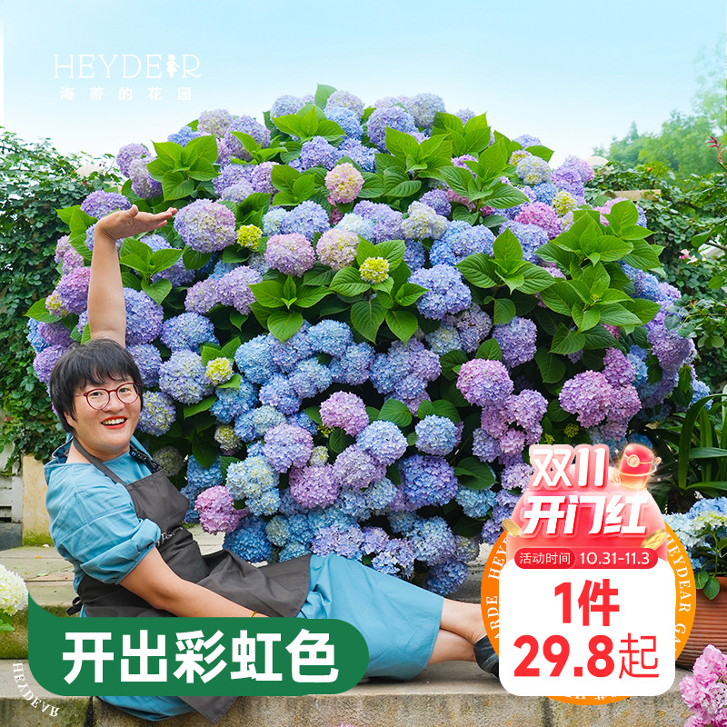 海蒂的花园绣球花苗无尽夏大海蓝万华镜阳台四季种植物树苗盆栽