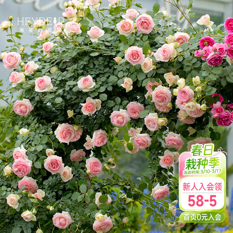 海蒂的花园月季花苗粉色龙沙宝石可爬藤阳台庭院花墙拱门花卉盆栽