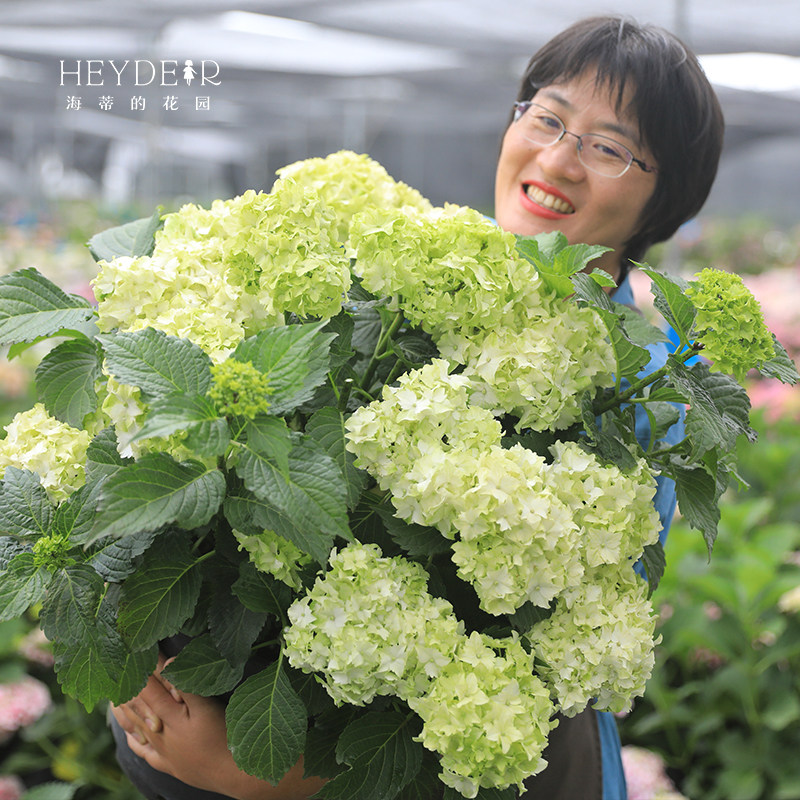 海蒂的花园 魔幻翡翠 新品大花绣球室外阳台庭院露台花卉植物盆栽