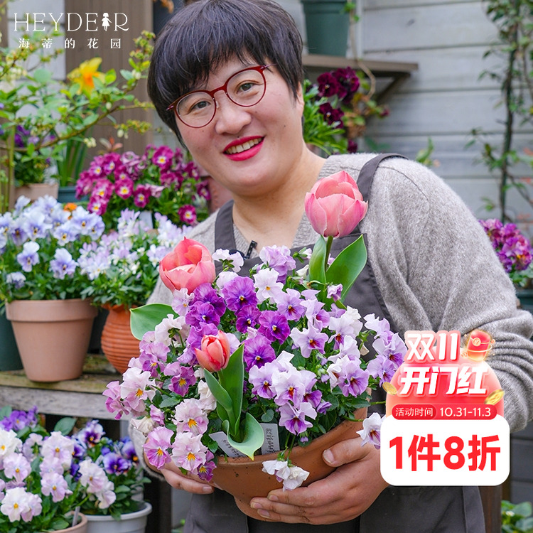 海蒂的花园角堇盆栽苗