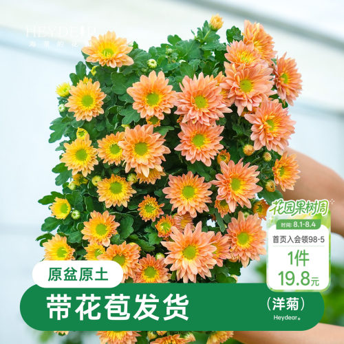 乒乓菊盆栽带花苞耐热耐晒