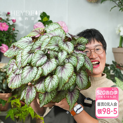 海蒂的花园秋海棠盆栽竹节海棠阳台室外室内客厅桌面绿植观叶植物