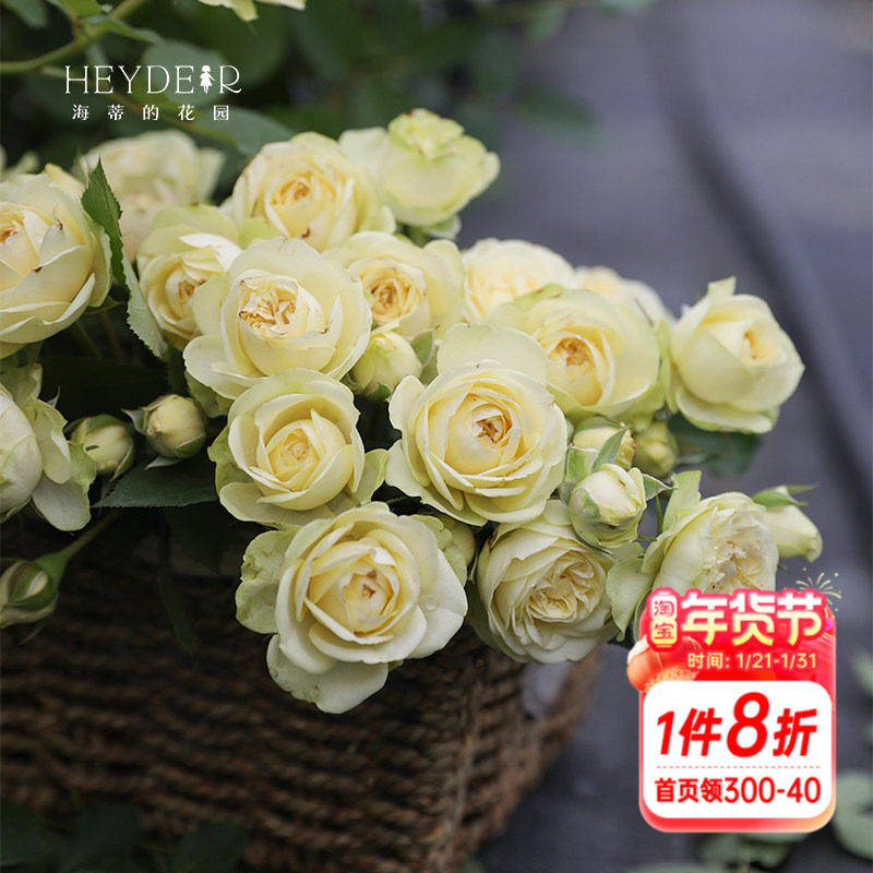 海蒂的花园月季花苗奶油龙沙奶油伊甸园切花型玫瑰花植物花卉盆栽,鲜花速递/花卉仿真/绿植园艺,月季/蔷薇/玫瑰,淘宝优惠券,粉丝福利购,淘宝优惠卷