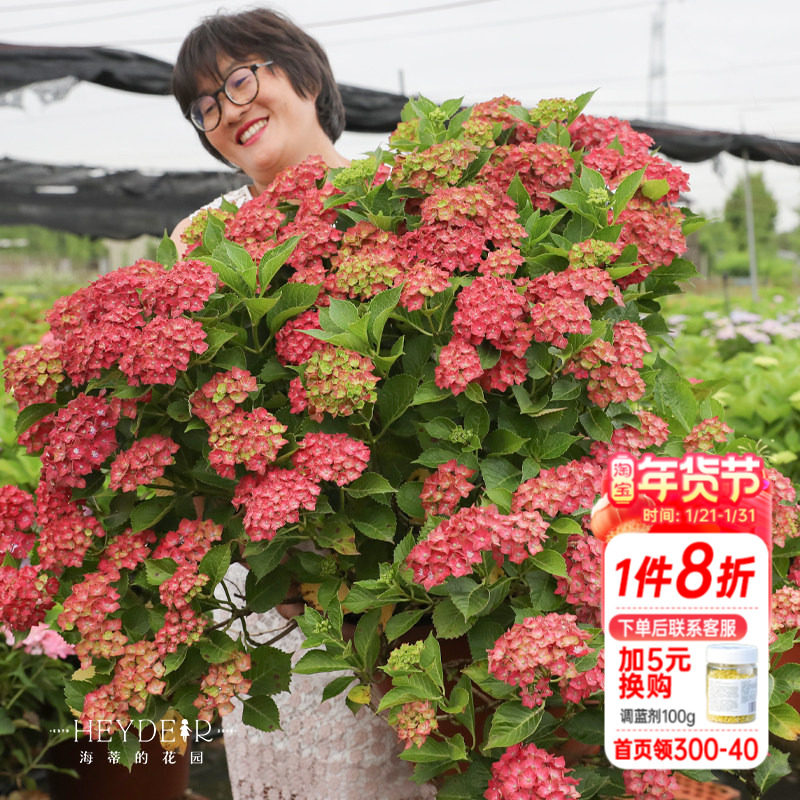 海蒂的花园绣球花魔幻城堡大花室外阳台庭院露台好养花卉植物盆栽,鲜花速递/花卉仿真/绿植园艺,绣球/木绣球/木本植物,淘宝优惠券,粉丝福利购,淘宝优惠卷