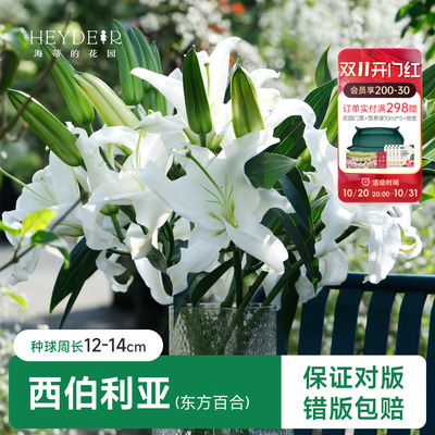 百合种球阳台盆栽品种