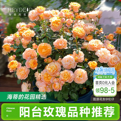 海蒂的花园月季花苗阳台玫瑰盆栽开花直立爬藤垂吊栽种花卉植物
