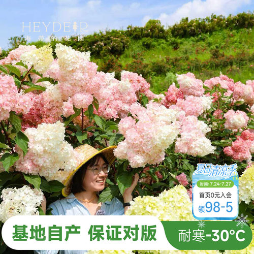 海妈北方耐寒耐旱植物花卉盆栽