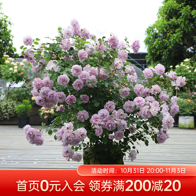 海蒂的花园蓝色阴雨爬藤月季四季阳台庭院垂吊花卉植物盆栽花苗