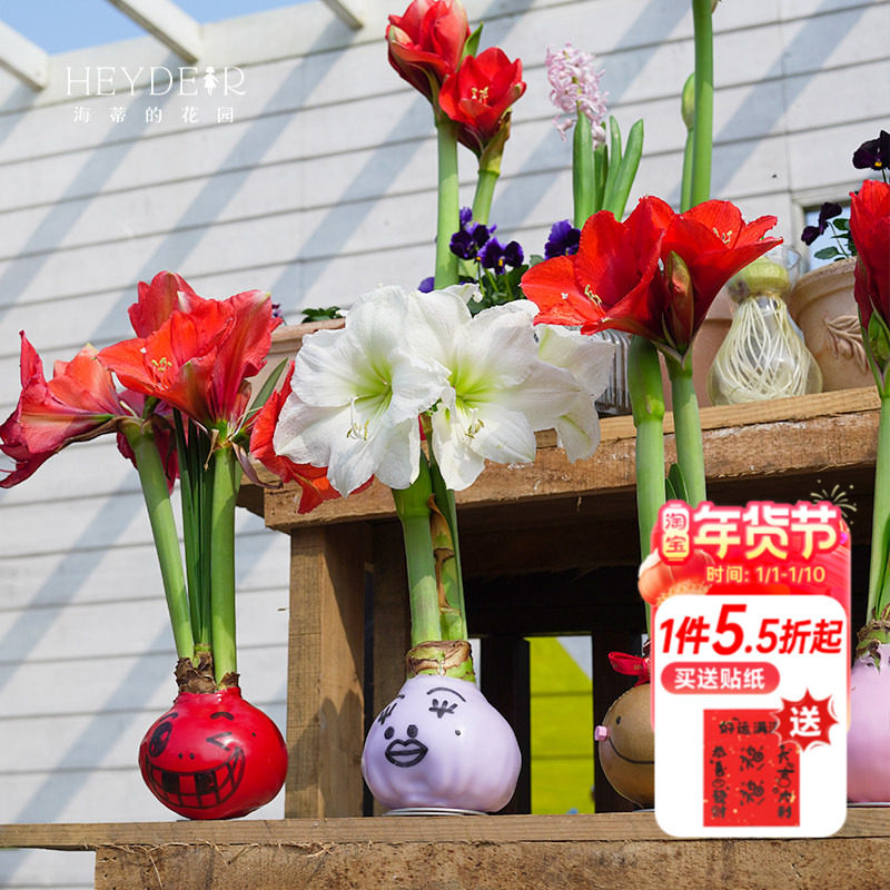 海蒂的花园 蜡封朱顶红办公室内开花球根花卉无土栽培种球