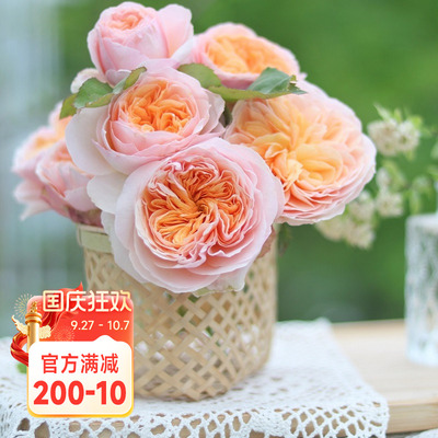 海蒂的花园朱丽叶奥斯汀月季花苗