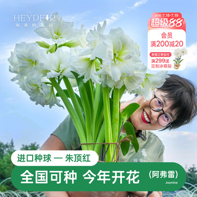 海蒂的花园朱顶红进口种球重瓣阿弗雷白色室内阳台开花球根植物