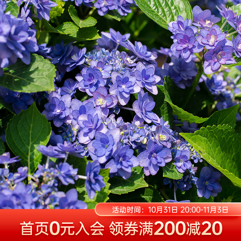 海蒂的花园绣球花卑弥呼重瓣大花八仙花庭院阳台植物花卉盆栽花苗