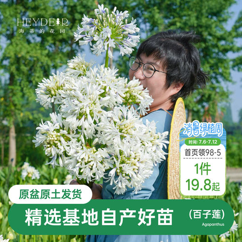 海蒂的花园百子莲圣母皇太后多年生植物阳台庭院花卉植物盆栽