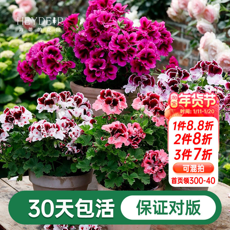 海蒂的花园天竺葵花苗盆栽重瓣四季垂吊直立大花飞溅花卉植物室内