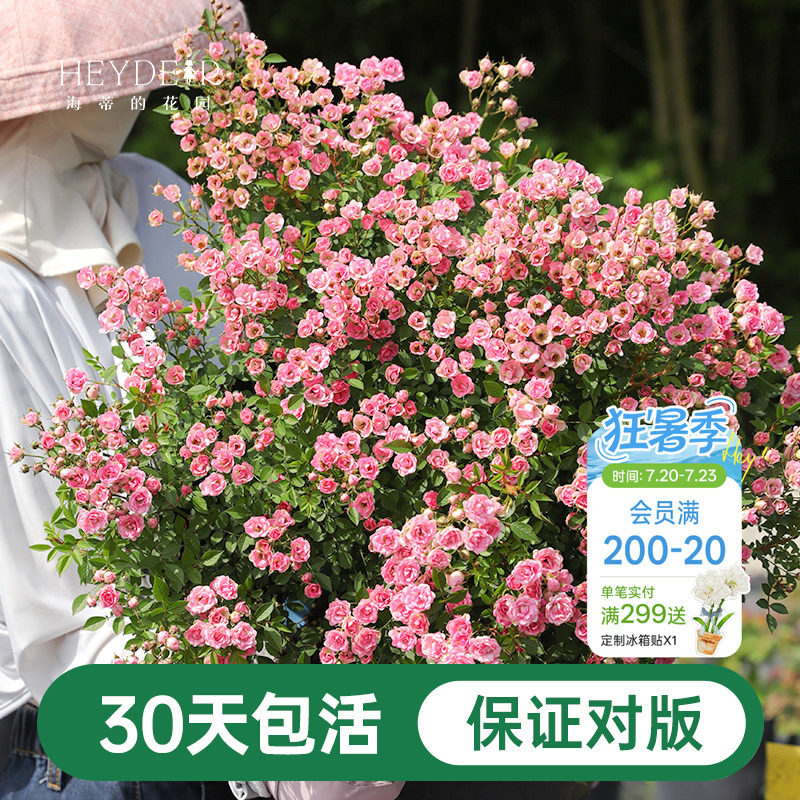 海蒂的花园月季花苗超微开花小微型迷你阳台室外露台植物花卉盆栽