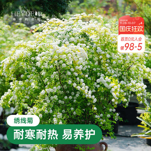 海蒂的花园绣线菊黄金喷泉庭院