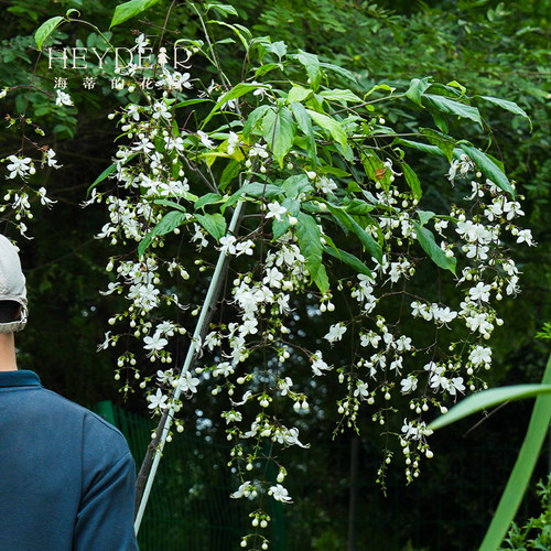海蒂的花园垂丝茉莉常绿垂吊花卉