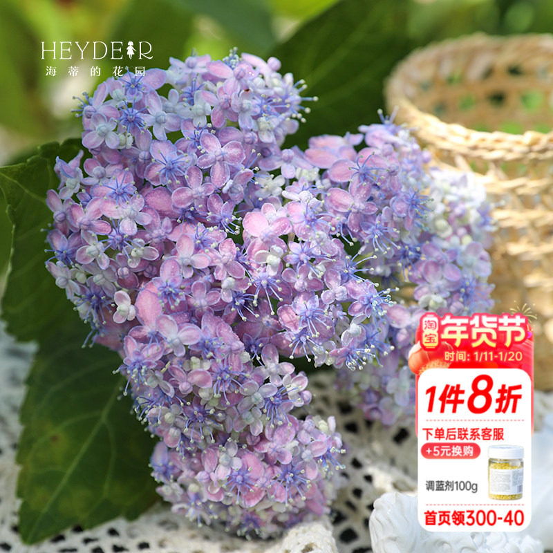 海蒂的花园 有松仙气感精致可调色大花绣球阳台庭院花卉植物盆栽