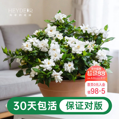 海蒂的花园栀子花盆栽树苗开花浓香花卉植物庭院阳台常绿植物