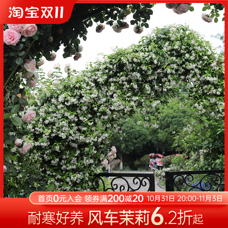 海蒂的花园海妈推荐风车茉莉络石藤耐阴清香阳台庭院爬藤植物盆栽