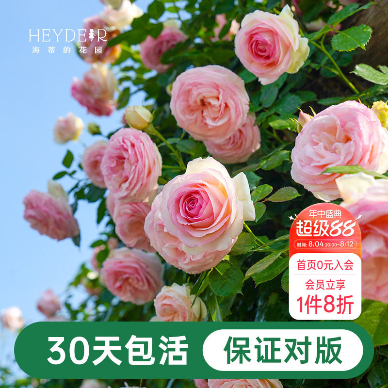 海蒂的花园月季花苗粉色龙沙宝石