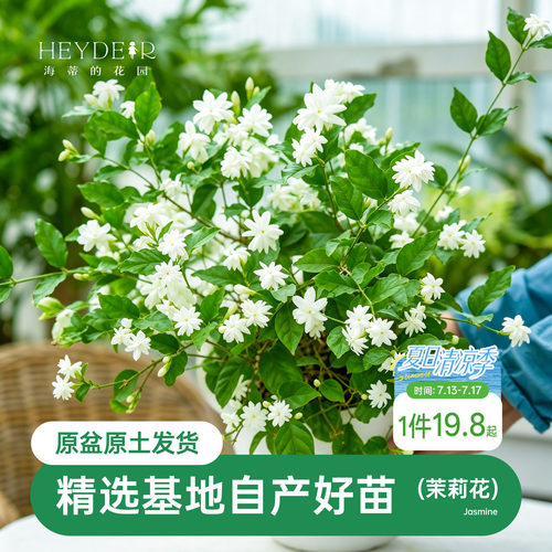 海蒂茉莉花阳台室内盆栽苗