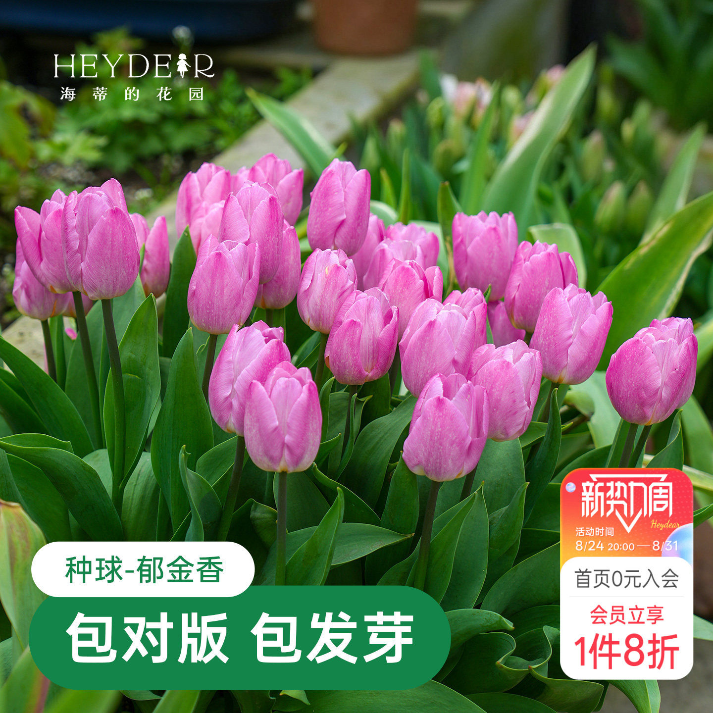 海蒂的花园郁金香种球自然球糖果王子阳台盆栽庭院可地栽球根海妈