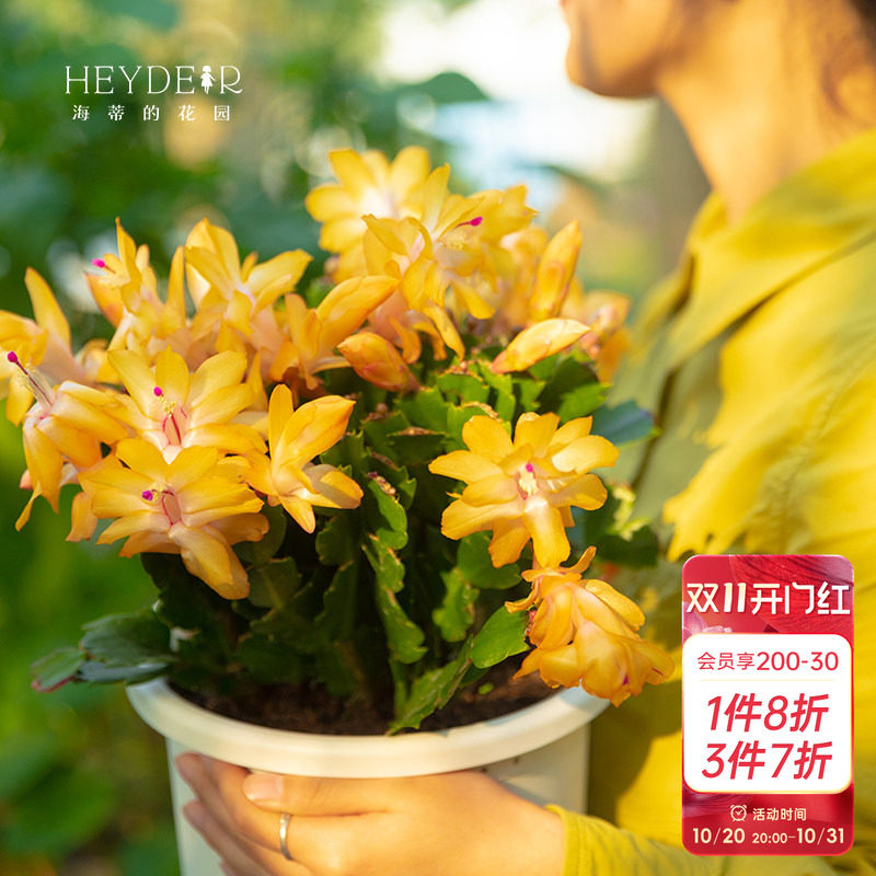 海蒂的花园蟹爪兰花卉盆栽室内阳台好养常绿带花苞多年生植物