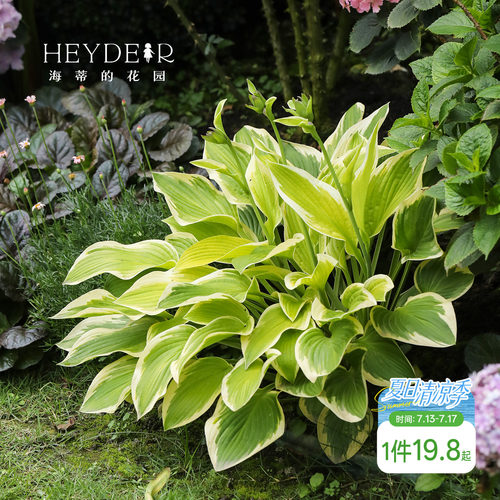 海蒂的花园玉簪耐阴观叶植物庭院