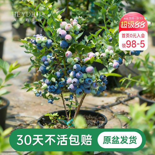 海蒂的花园成都总店蓝莓树果苗盆栽阳台庭院地栽保证对版海妈推荐