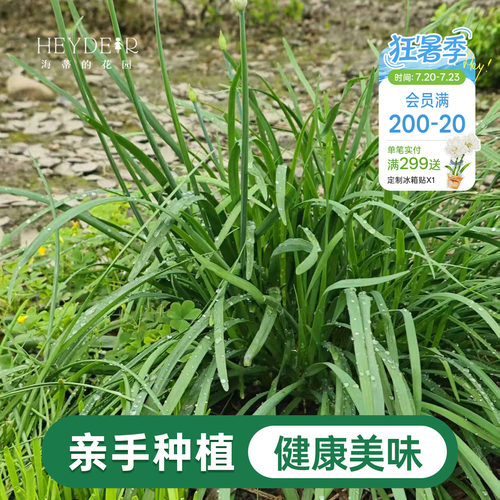 海蒂的花园 韭菜苗带土菜苗盆栽苗易养多年生家庭阳台庭院蔬菜苗