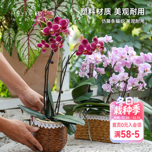 饰套盆 塑料仿藤编花篮蝴蝶兰长寿花绿萝创意园艺装 海蒂 花园