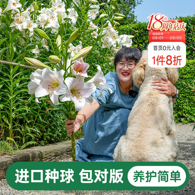 海蒂的花园百合种球重瓣香水图片