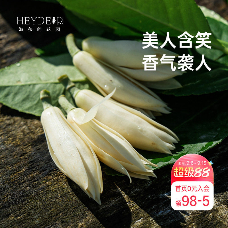 海蒂的花园黄葛兰黄角兰白兰花四川本土植物耐热香味花卉树苗盆栽