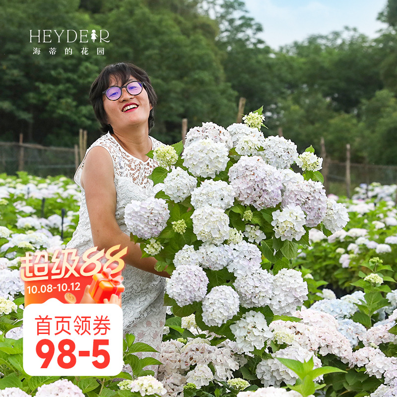 海蒂的花园无尽夏新娘庭院易爆盆