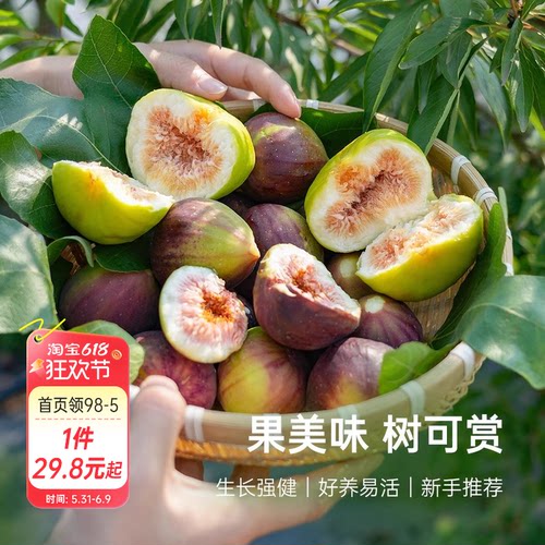 海蒂的花园无花果树果苗盆栽庭院家庭地栽水果树苗好种易养