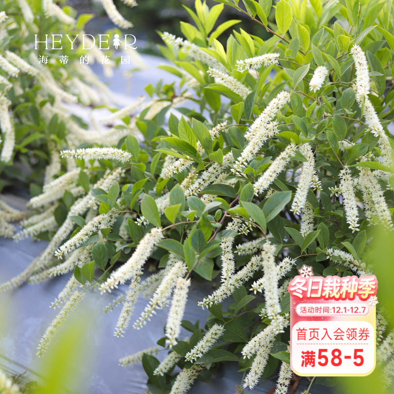 海蒂的花园木红色庭院花境植物