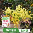 花园文心兰盆栽室内兰花植物办公室桌面绿植海妈家成都总店 海蒂