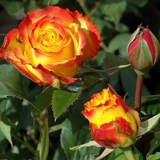 Сад Хайди Сад выдержанный Санрайз вертикальный тепло розовый тепло -устойчивый цветочный анти -дисайс балконы цветочные растения