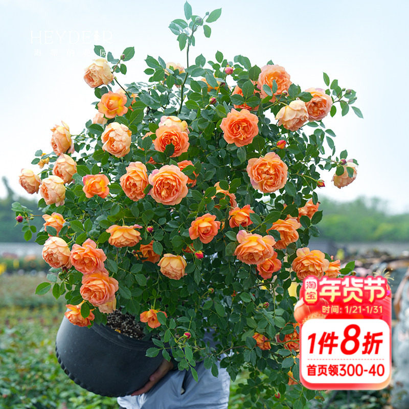 海蒂的花园爬藤月季夏洛特夫人奥斯汀藤本庭院露台花卉植物盆栽苗,鲜花速递/花卉仿真/绿植园艺,月季/蔷薇/玫瑰,淘宝优惠券,粉丝福利购,淘宝优惠卷