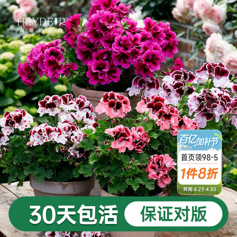 海蒂的花园天竺葵花苗盆栽重瓣四季垂吊直立大花飞溅花卉植物室内